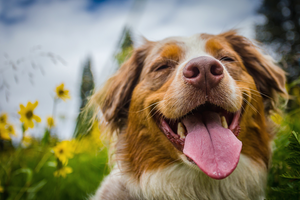 The Mental Health Benefits of Dogs