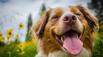 The Mental Health Benefits of Dogs