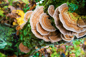 turkey tail mushroom