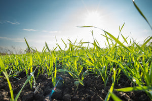 Field-Grown Organic Wheatgrass