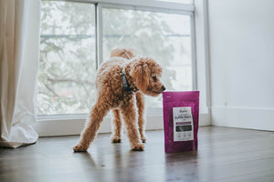 Why Your Pet Needs Taurine