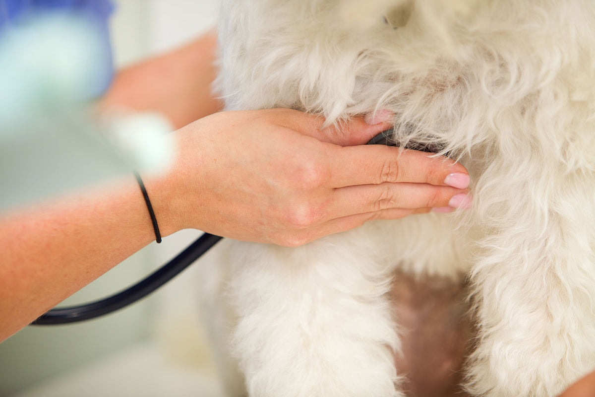 Early symptoms of sales dcm in dogs