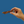 Load image into Gallery viewer, duck breast jerky