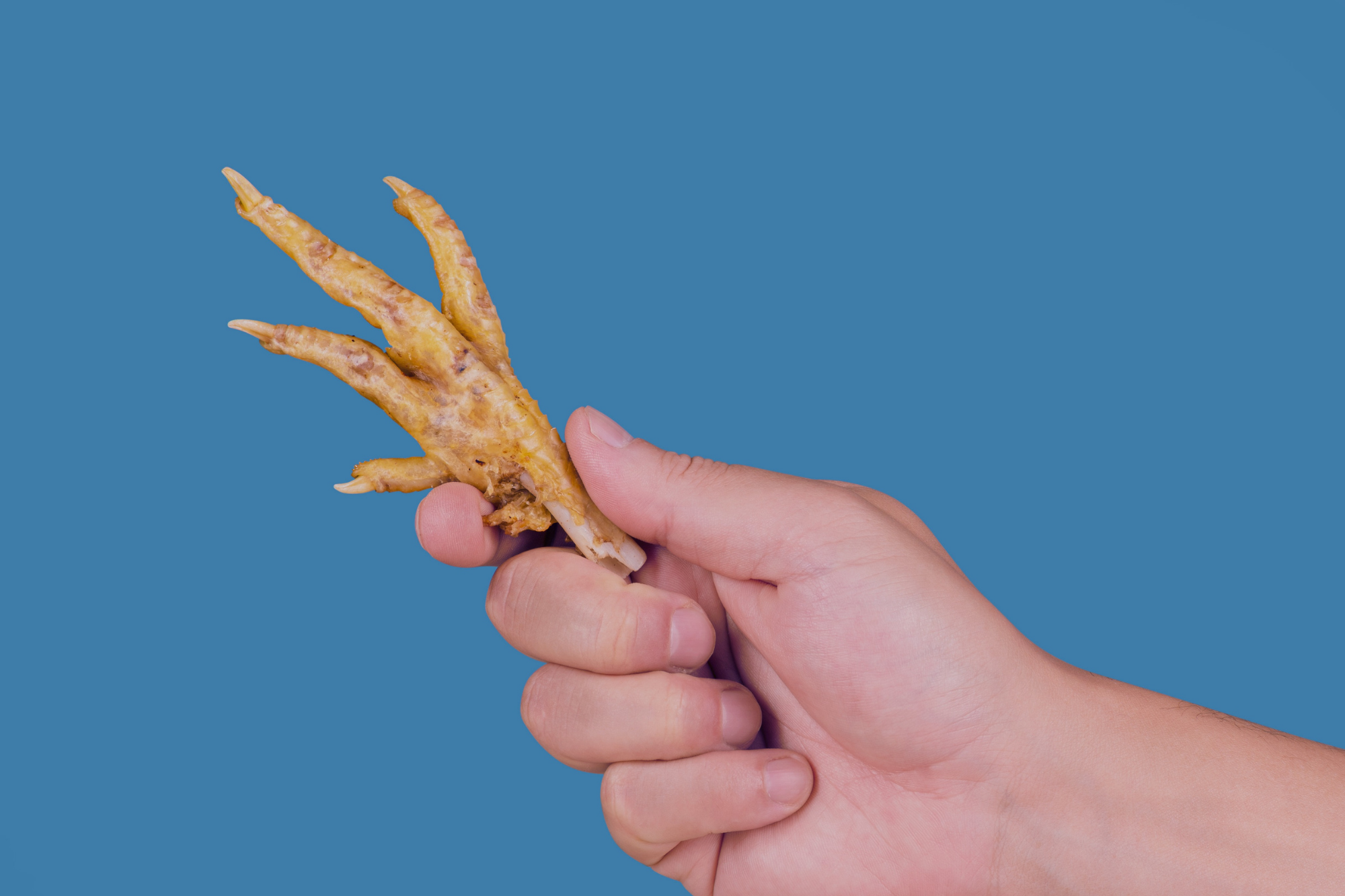 why-you-should-feed-your-dog-chicken-feet-king-lou-pets