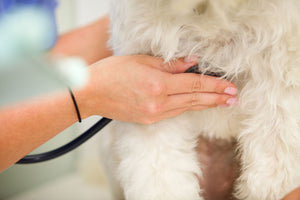 DCM in Dogs: What You Should Know
