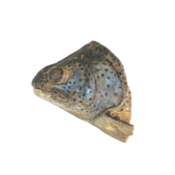 whole trout heads