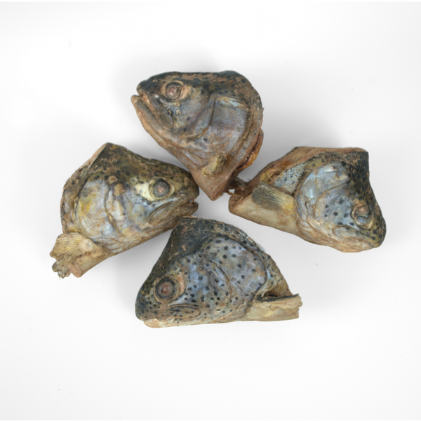 whole trout heads